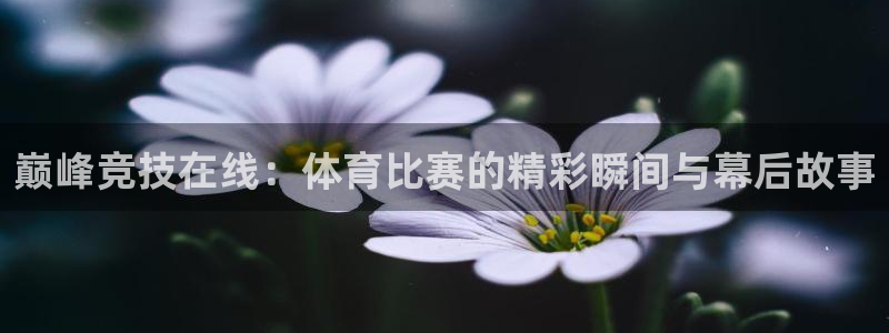 98篮球体育直播